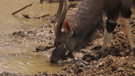 Cerrar-El-Perfil-Del-Antílope-Nyala-Macho-Bebiendo-Agua-Turbia-Del-Estanque