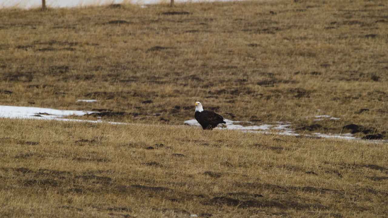 águila calva de pie en el campo cerca de waterton, alberta, canadá - toma amplia