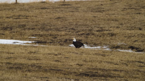 águila-Calva-De-Pie-En-El-Campo-Cerca-De-Waterton,-Alberta,-Canadá---Toma-Amplia