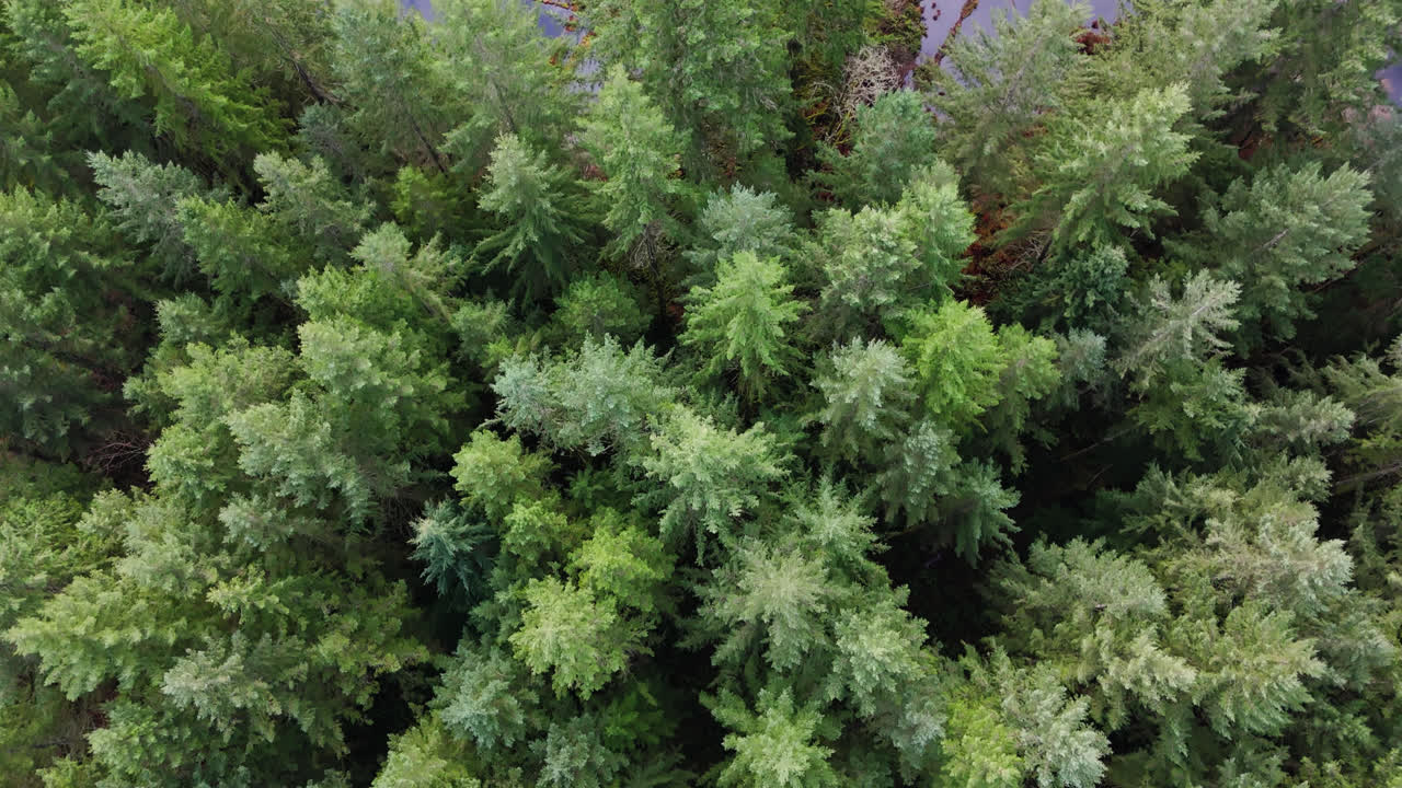 Pacific Northwest Bird's Eye view of Evergreen tree tops revealing creek in forest in Washington State