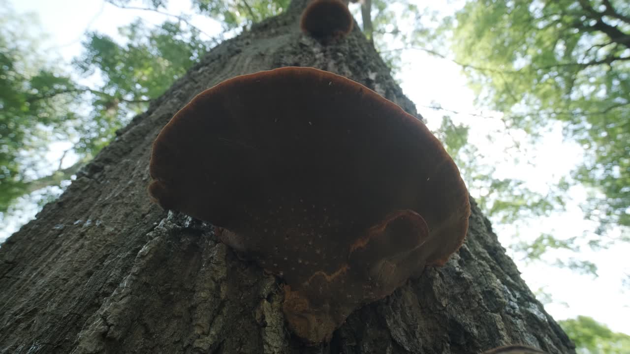 primer plano de setas silvestres que crecen en el tronco del árbol