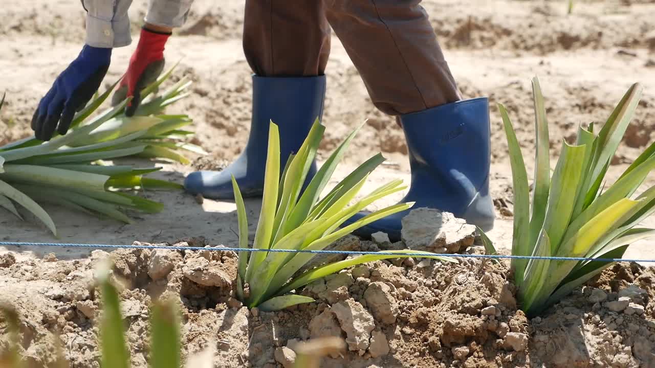 cultivo de piña plantación de piña cultivadores de piña filmados en gh5 con 12-35 f2
