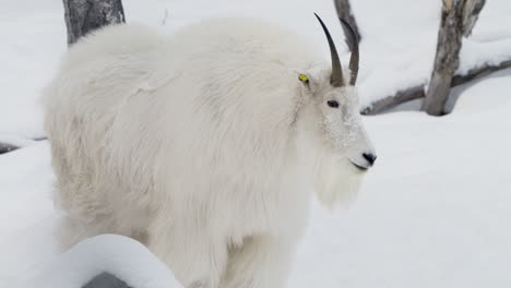 mountain goat in winter landscape in yukon, canada - close up
