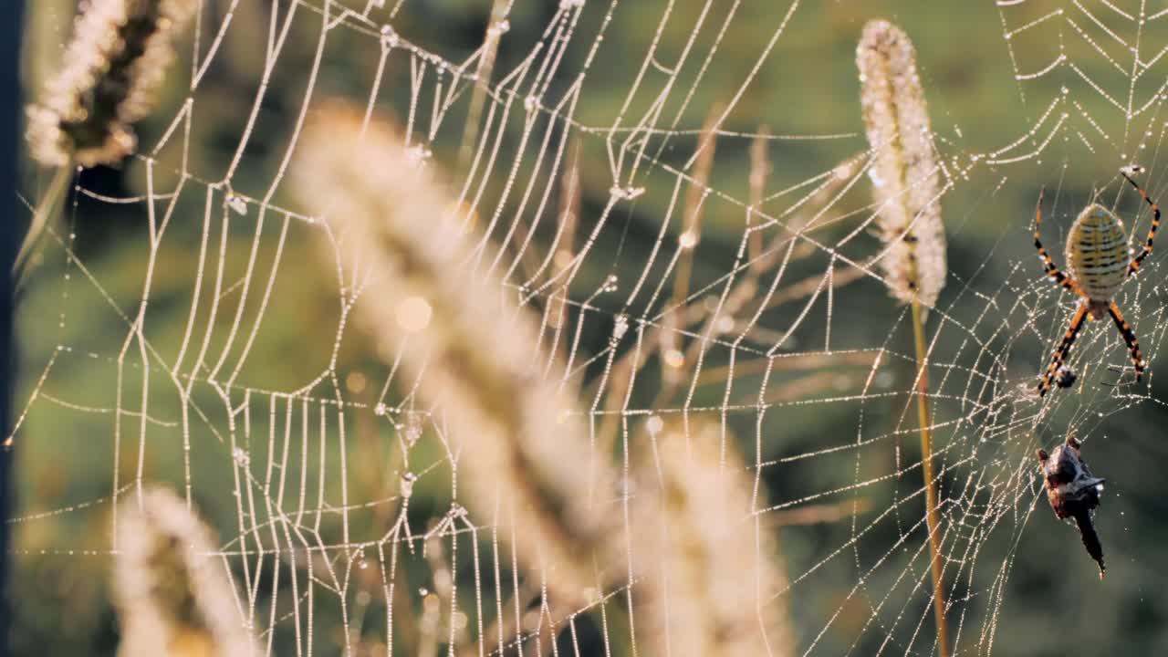 A close-up shot captures a striped spider on its dew-covered web, with a trapped insect hanging below, set against a blurred backdrop of tall grasses in a natural field.
