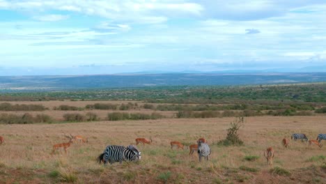 Eine-Herde-Von-Zebras-Und-Impalas-Zusammen-Im-Gras-Der-Savanne-In-Kenia