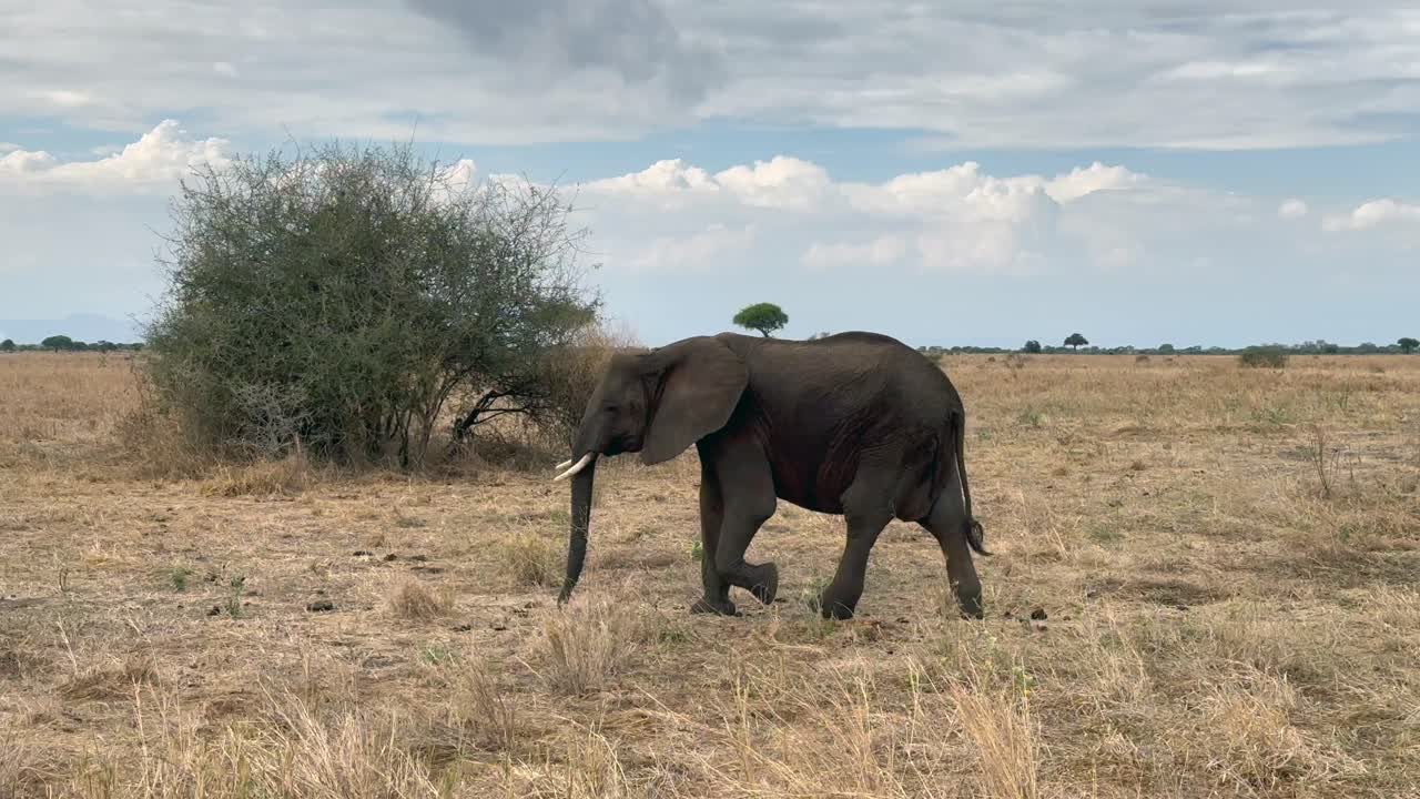 탄자니아 타란기레 국립공원의 사바나에서 구름이 많은 날씨에 산책하는 아프리카 부시 코끼리 (loxodonta africana)