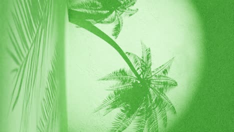 palm tree shadows on a textured green wall