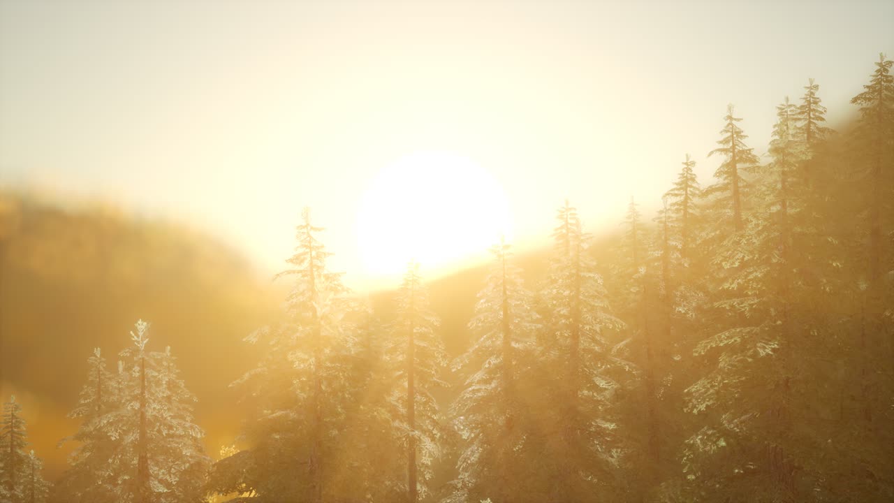 따뜻한  ⁇ 빛으로 해가 뜨면 소나무 숲