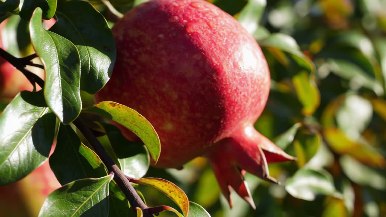 Pomegranates on the Tree