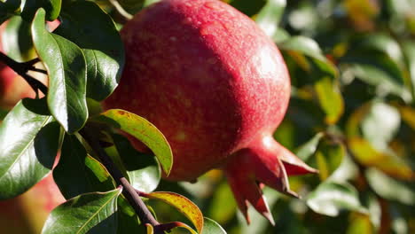 pomegranates on the tree