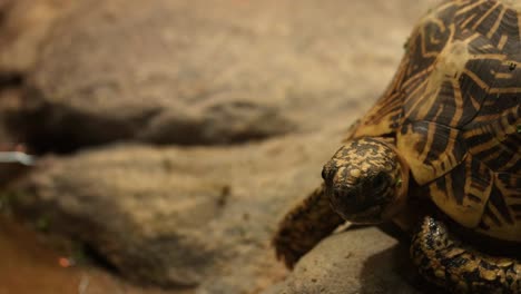 tortoise moving on rocky surface