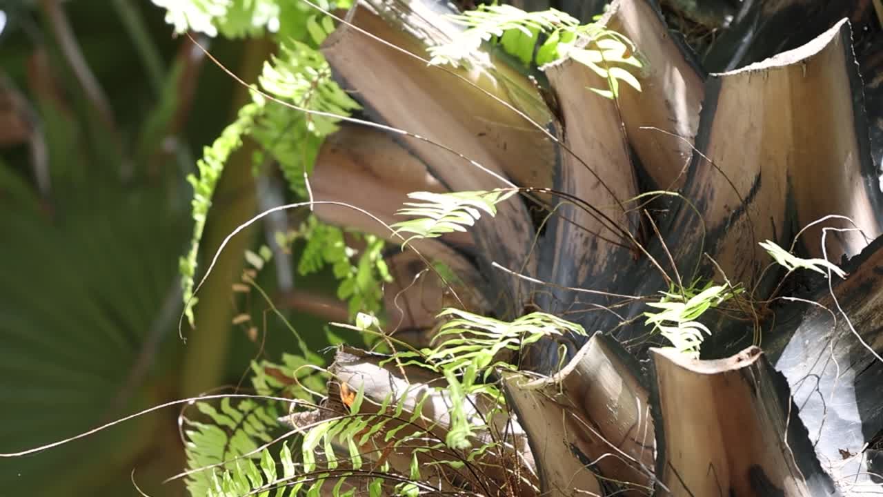 Close-up of palm tree with surrounding ferns