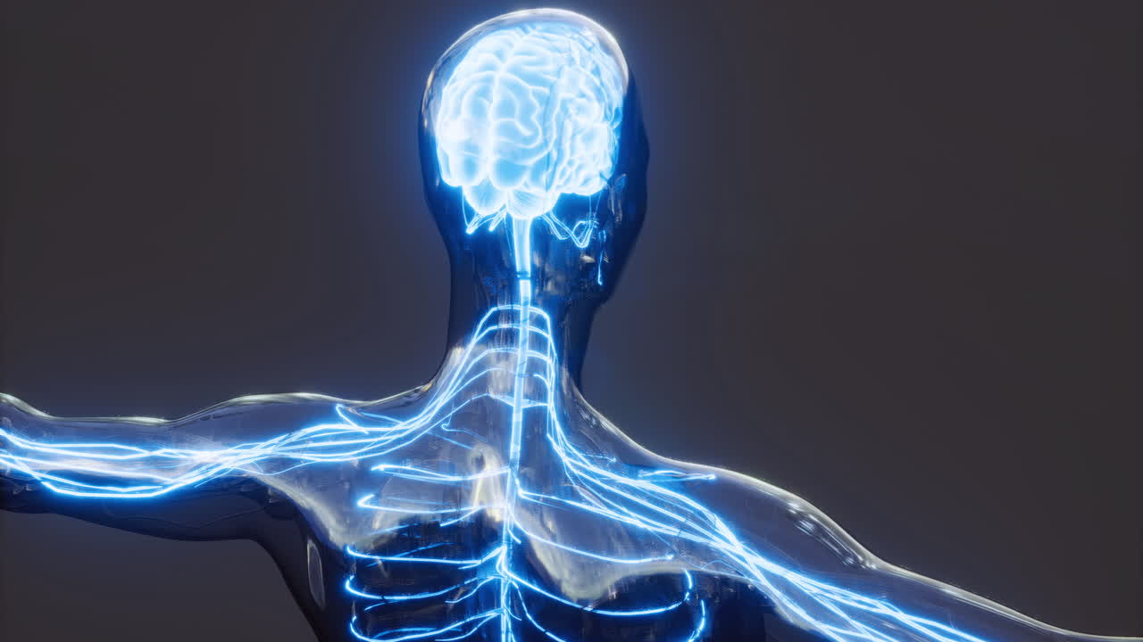 Detailed representation of brain anatomy with highlighted neural pathways