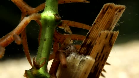 caddisfly larva  close-up eating dead aquatic plant