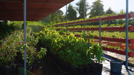 raining in a greenhouse nursery