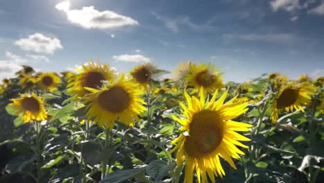 sunflower timelapse2