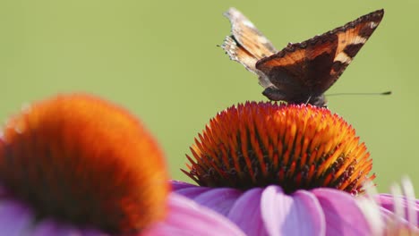 Una-Sola-Mariposa-Pequeña-De-Concha-Se-Alimenta-De-Coneflower-Naranja-A-La-Luz-Del-Sol