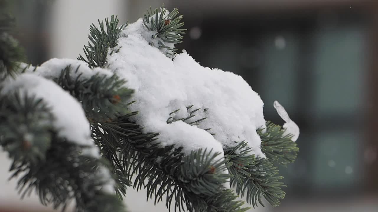 Snowy pine tree branch
