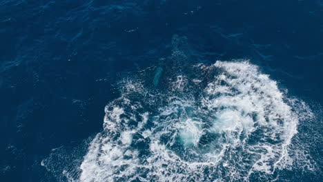 la ballena jorobada se lanza fuera del agua y rompe para aterrizar en la espalda