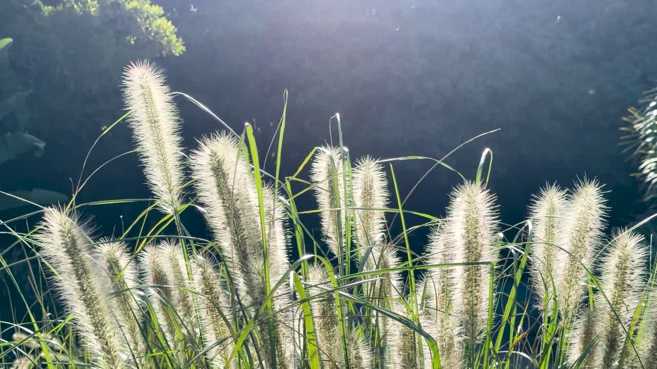 La luce solare dorata illumina l'erba palustre coda di volpe che ondeggia dolcemente su uno sfondo scuro e naturale della foresta.