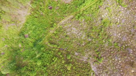 drone view of a logging area with harvester tracks and grown forest, finland july 2018