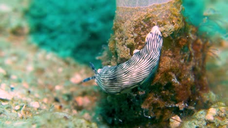 Una-Gran-Babosa-De-Mar-Blanca-Con-Rayas-Negras-Se-Desliza-Por-La-Base-De-Un-Arrecife-Oceánico-De-Coral-Blando