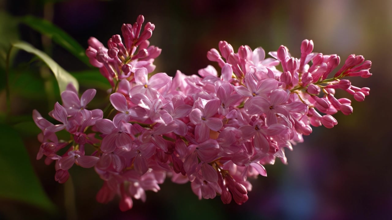 Et vakkert nærbilde av delikate rosa syrinblomster fanget i naturlig lys, som viser frem deres frodige kronblader og livlige fargerike sjarm i full blomst
