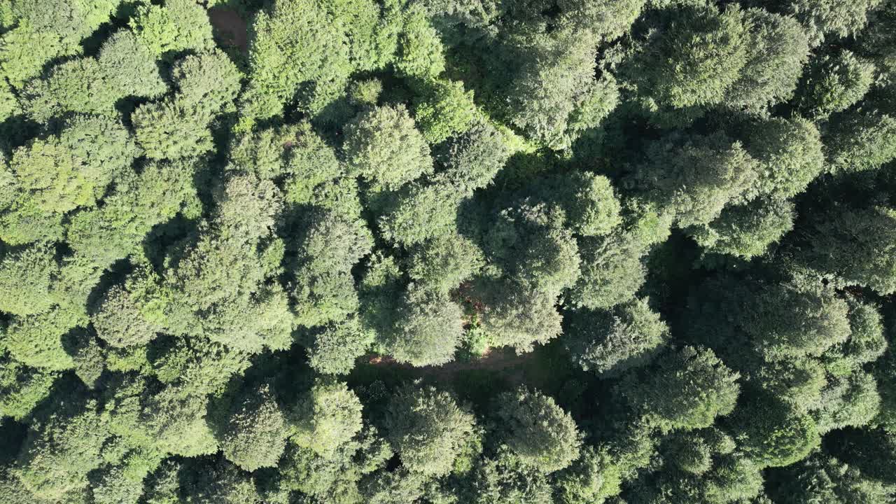 Overhead shot of trees in a forest in windy weather
