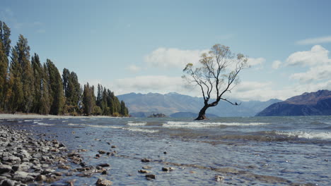 lonely tree on the shore of a lake
