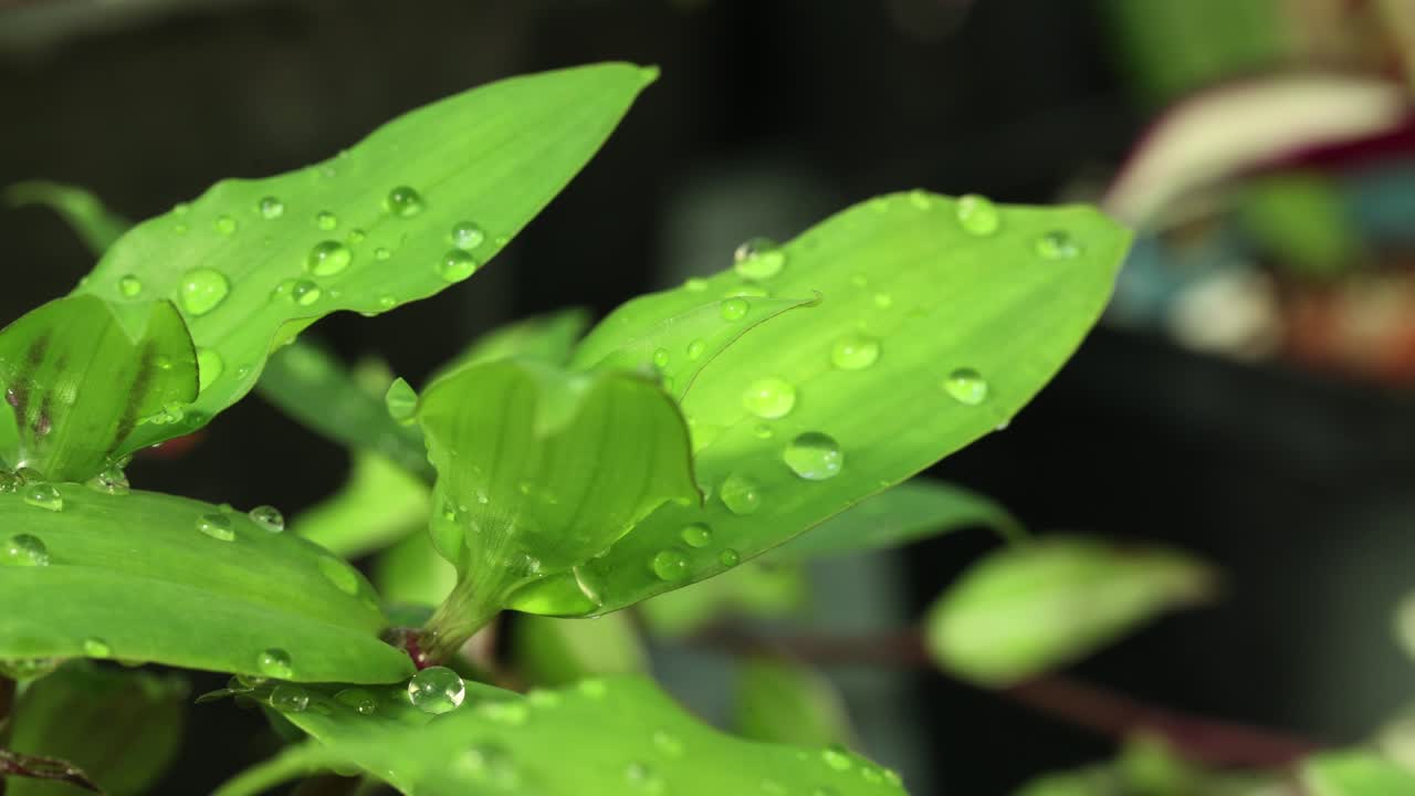 vista más cercana y el movimiento de la cámara lateral derecha de un tradescantia sp