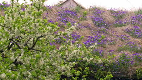 snow falling in spring time - tree with blossoms and purple wildflowers
