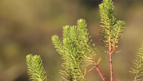 Vista-Macro-De-Planta-Nativa-En-San-Luis,-Argentina