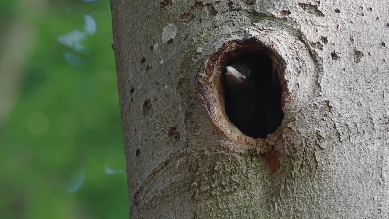 polluelo de pájaro carpintero negro mirando desde la cavidad esperando que los adultos traigan comida