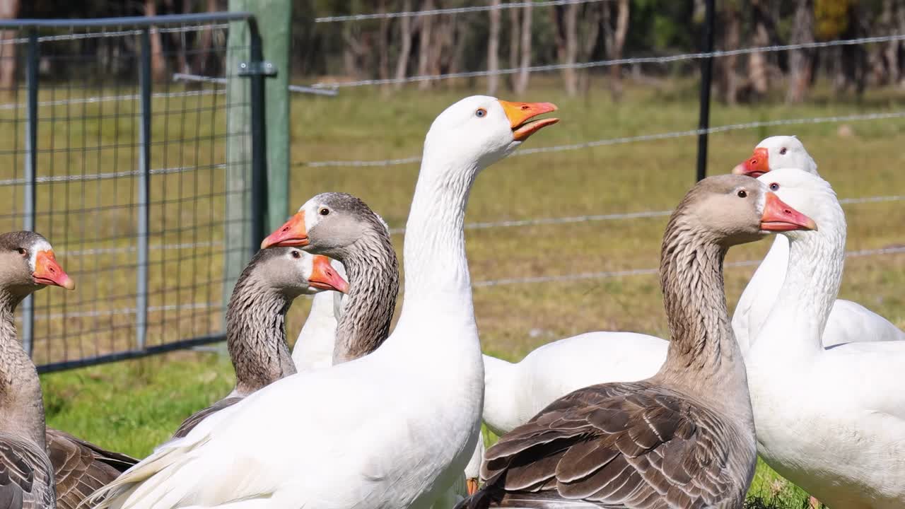 잔디로 된 구역 에서 사회화 하는 거위 들 의 집단
