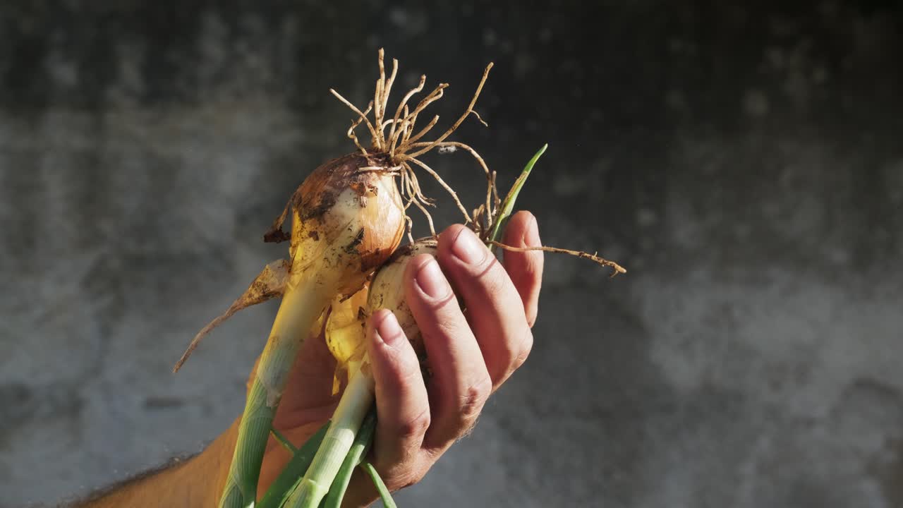 Farmer's hands proudly display freshly harvested golden onions with roots and papery skin against soft natural lighting. Authentic agricultural moment showcasing farm-to-table freshness
