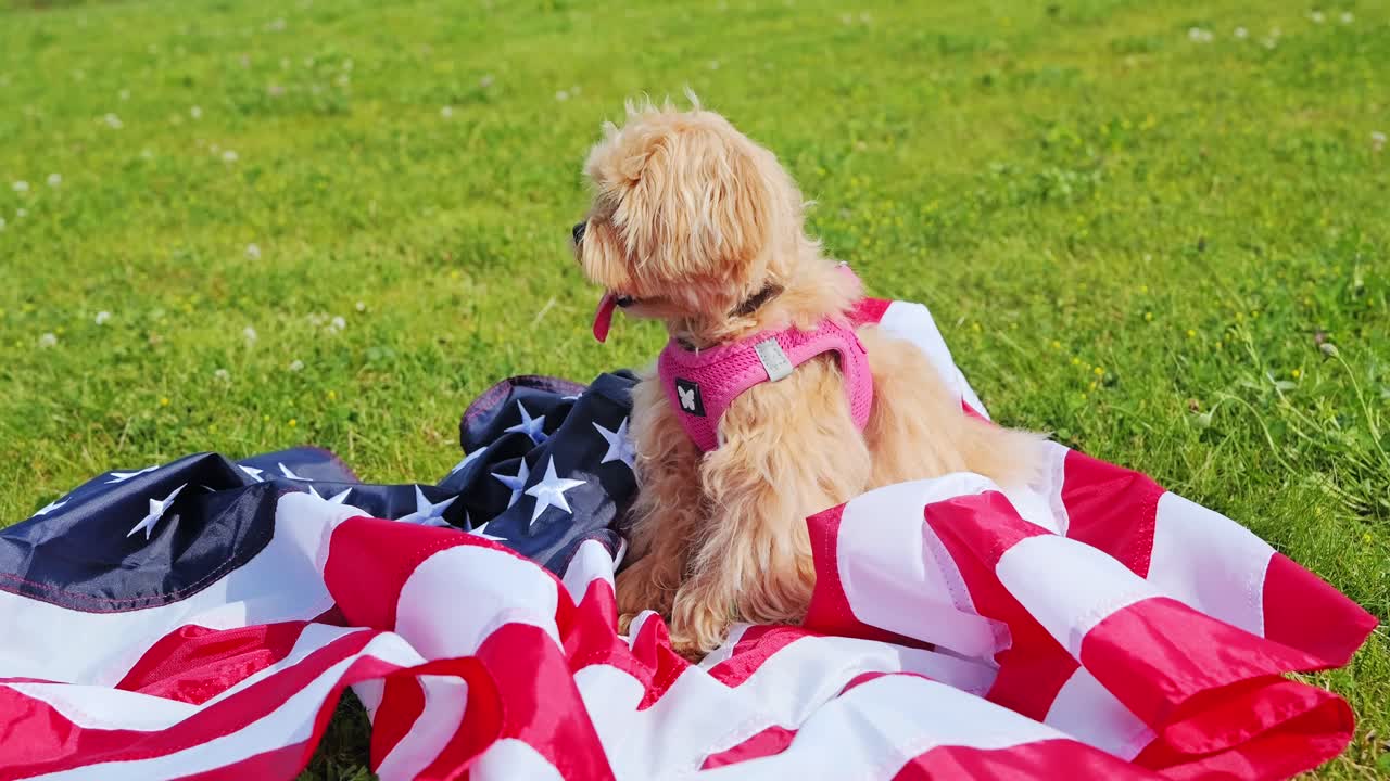 Adorable Maltipoo in pink vest sits on US flag and pants in warm sunlight