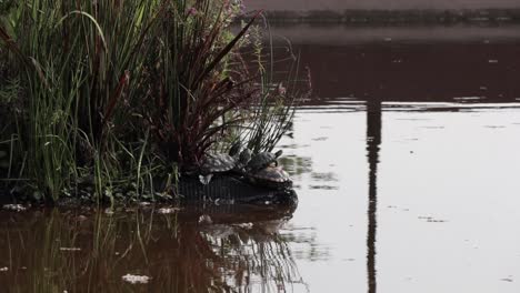 Tortugas-En-Una-Orilla-En-Un-Estanque-Sucio-Hecho-Por-El-Hombre