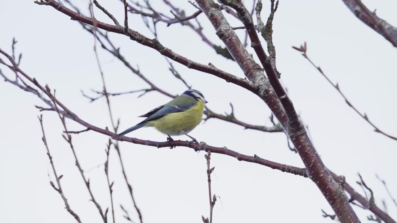 pájaro solitario de gran tit sentado en pequeñas ramitas durante el día