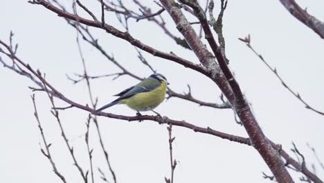 Einsamer-Kohlmeisenvogel,-Der-Tagsüber-Auf-Kleinen-Zweigen-Sitzt