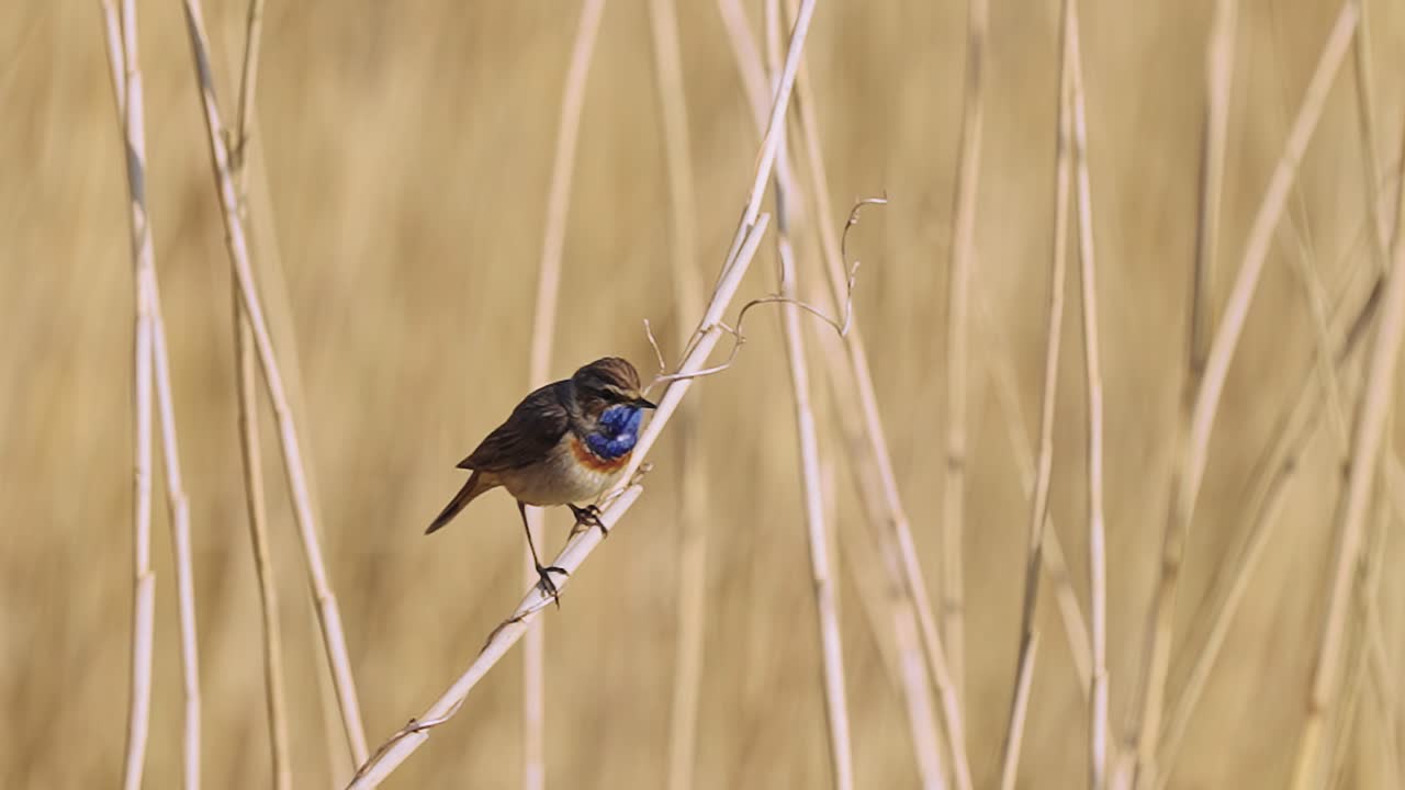 pechiazul con manchas blancas posado en una rama de junco