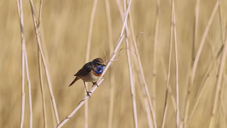 Pechiazul-Con-Manchas-Blancas-Posado-En-Una-Rama-De-Junco