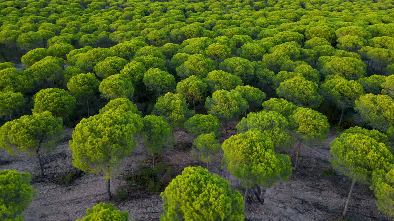 Stone pine trees at sunset in Cartaya pine forest in Huelva, Andalusia, Spain, - aerial from above