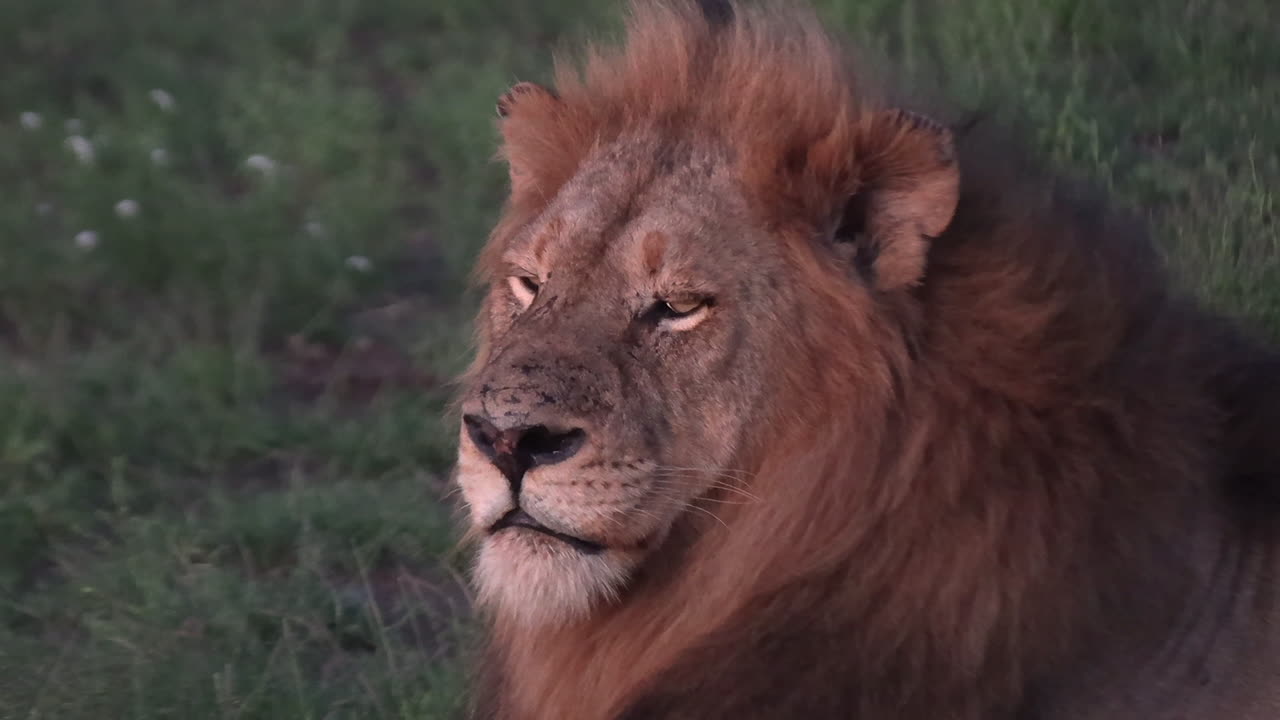 un león macho salvaje solitario hace repetidamente pequeños rugidos o llamadas de contacto