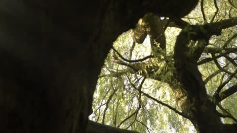 Willow-tree-branches-in-sunlight