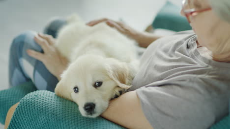 cute golden retriever puppy sitting in the arms of an elderly woman