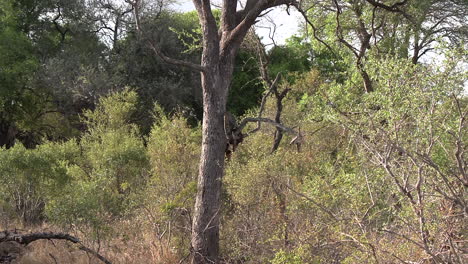 zoom in on a leopard pulling its prey into a tree to feed safely