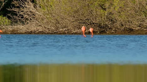 el agua refleja el bosque verde de manglares mientras una pareja de flamencos se alimentan con el cuello profundamente en el agua.