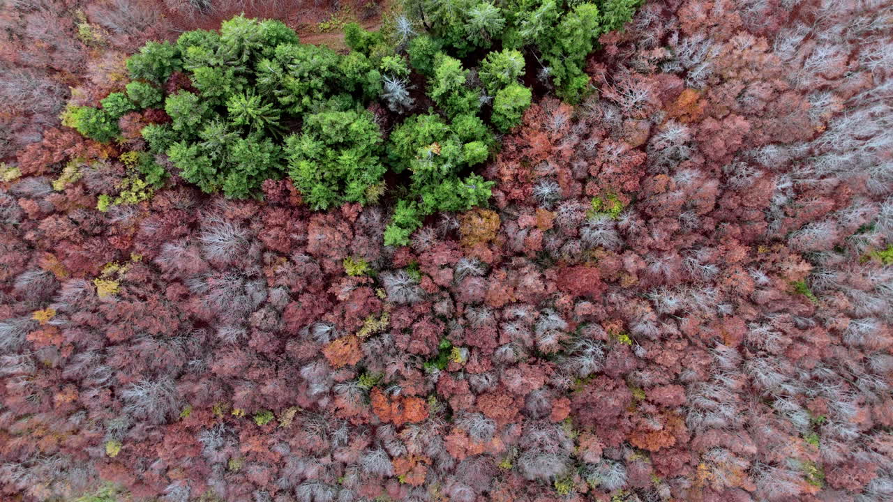Aerial view of vibrant autumn forest merging with green trees