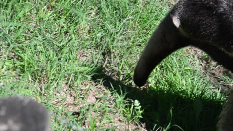 zoological park in france: a tapir sniffs the grass
