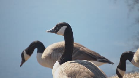 geese look around and proceed to eat grass in front of a pond